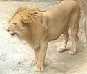 Leon en el Zoologico